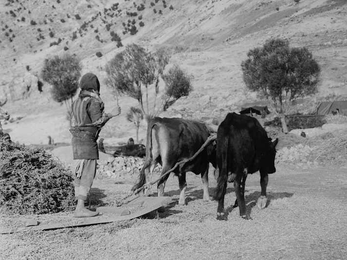 Fotos antiguas de agricultura en Tierra Santa Imagen28