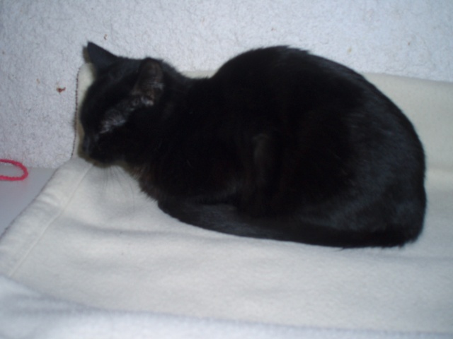 Tommy, jeune chat noir P2110017