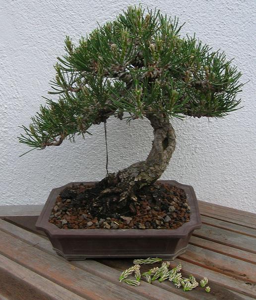 Pinus thunbergii 513