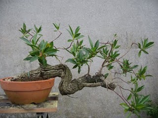 1º concurso virtual de fotomontaje de kingii bonsai Miospo10