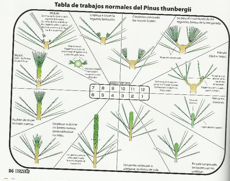 calendario pino - Cuidados del pino thumbergii, a los que estuvieron en Japón Thun10