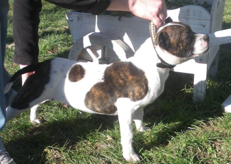 les staffies du Logeo de l'Ixaro au grand complet Chiens15