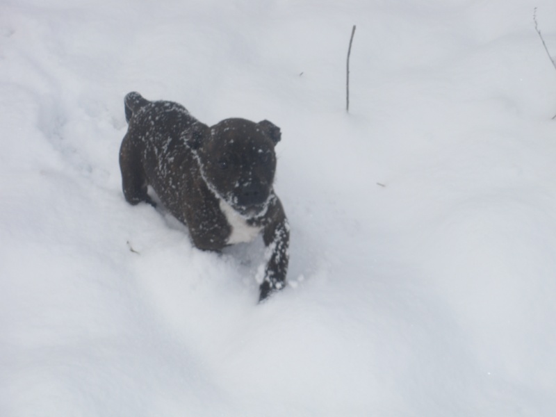 Staffie: Eagle du Logeo de l'Ixaro - Page 2 Neige_19