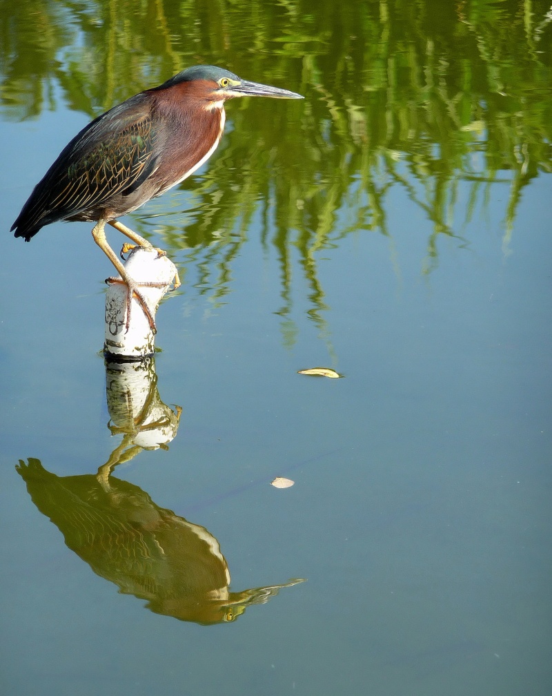 heron P1000310