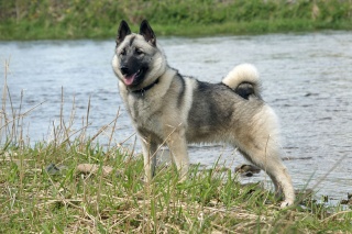 Elkhound ( Chien d'Elan Norvégien ) Norweg10