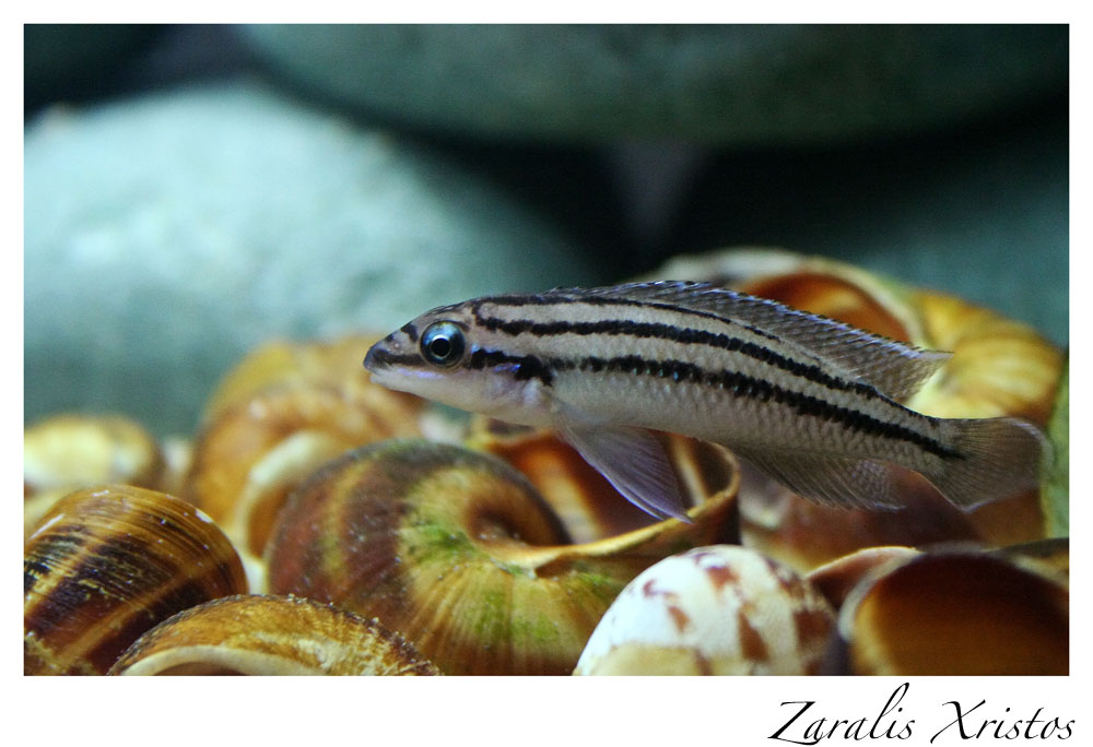 Julidochromis dickfeldi Img_0710