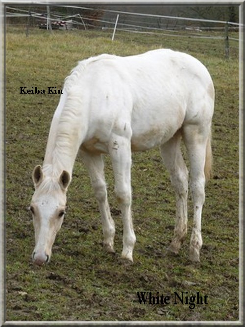 \\White Night - Jument - Paint horse// 14265411