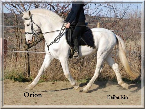 \\Orion - Etalon - PRE// 15149610