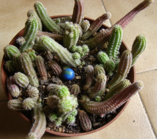 voici des photos de mes cactus... 00122