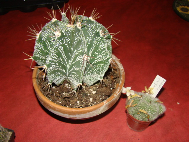 Couleur cactus Commentry 2010 04310