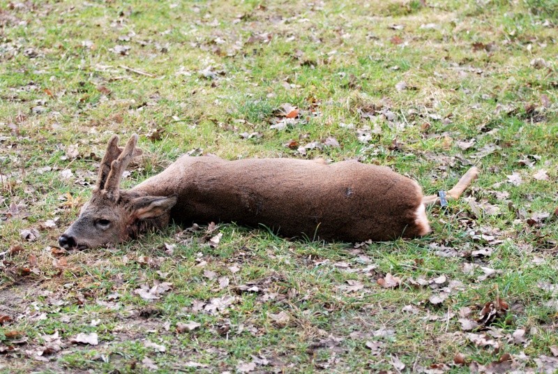 dernière matinée de chasse au chevreuil avant la fermeture 3_b10