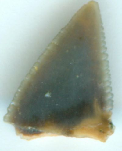 requin - dent de Squalicorax falcatus Dentpo12