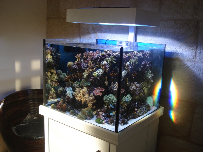250 litres récifal Aquafish (new pictures) - Page 2 Dsc06411