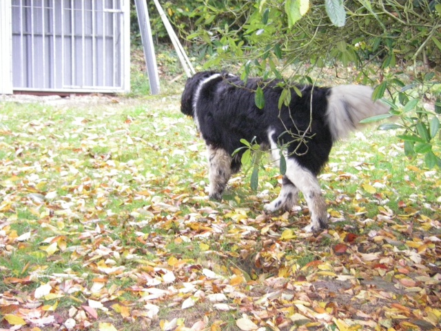 co-voiturage pour l'adoption d'Abie et attila , couple terre neuve du 02  Chartres Atila10