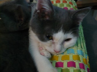 (70) chaton male 2 mois et demi à adopter urgent Booggi12