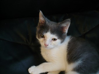 (70) chaton male 2 mois et demi à adopter urgent Booggi14