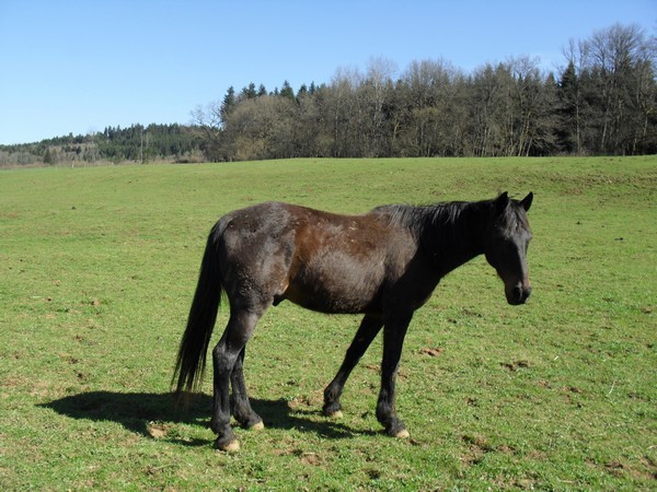 GRAND LIMOUX - TF né en 1994 - adopté en mai 2011 par Valérie Grand_10