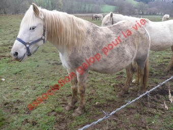 NINA - ONC selle typée Camargue née en 2002, et sa fille ALOE (2010) - adoptées en août 2010 par nine68 Nina_310