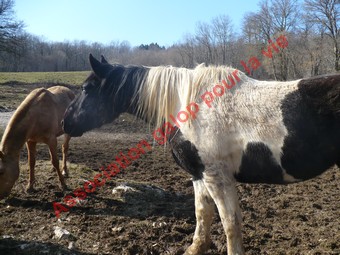 NOMOME - ONCT née en 2006 - Adoptée en avril 2010 par Gisle Nomome17
