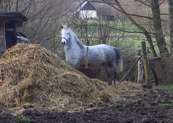 PRINCESSE - ONC poney née en 2003 - aveugle - adoptée en août 2009  Ponett12