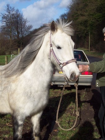 PRINCESSE - ONC poney née en 2003 - aveugle - adoptée en août 2009 Ponett15