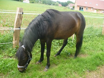 SIDONIE - ONC Poney née en 2006 - adoptée en septembre 2010 Sidoni13