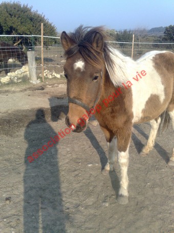 TIPI - ONC poney né en 2008 - adopté en avril 2010 par Jeanine et Christian Ti_pi_11