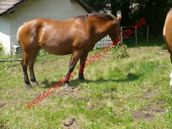 URIELLE - ONC selle X Comtois née en 1986 - adoptée en juillet 2010 par Souris25 Uriell14