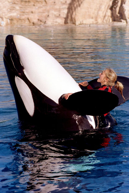 Killer Whale Kills Trainer in Seaworld Florida Seawor10