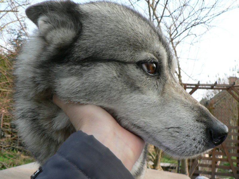 PIIA femelle husky 11 ANS CHEZ KEERO 45 ADOPTEE - Page 3 P1240211