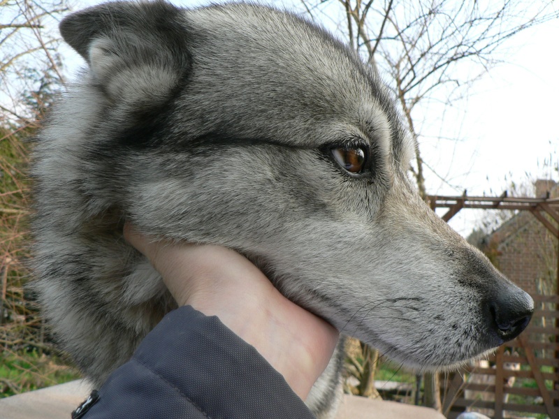 PIIA femelle husky  11 ANS CHEZ KEERO 45  ADOPTEE - Page 3 P1240211