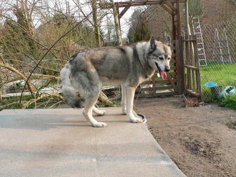 PIIA femelle husky  11 ANS CHEZ KEERO 45  ADOPTEE - Page 3 P1240212