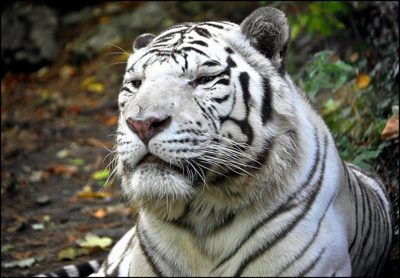 Le gros chat blanc Beauva11