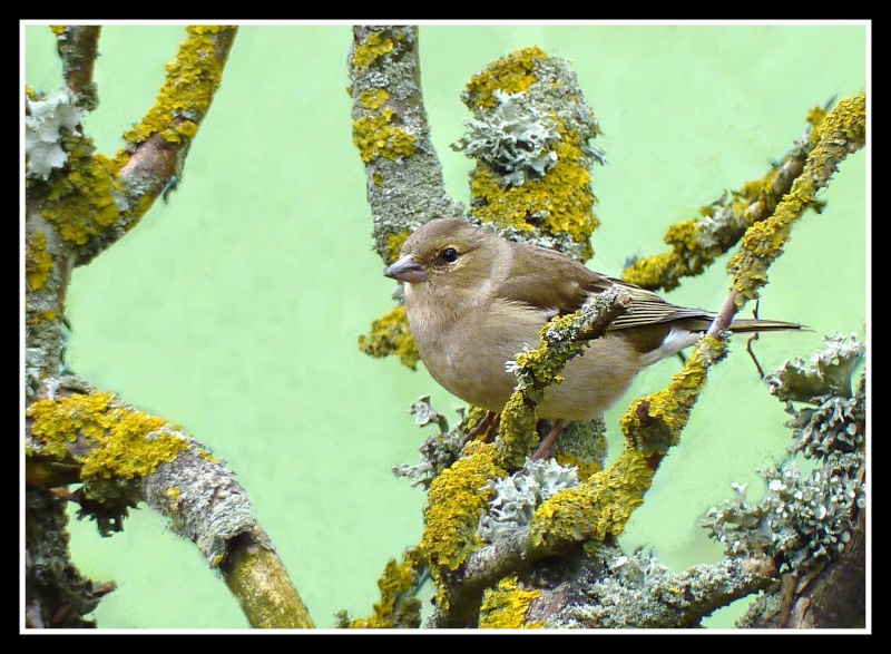 Moineau pour Leeloo Moinea12