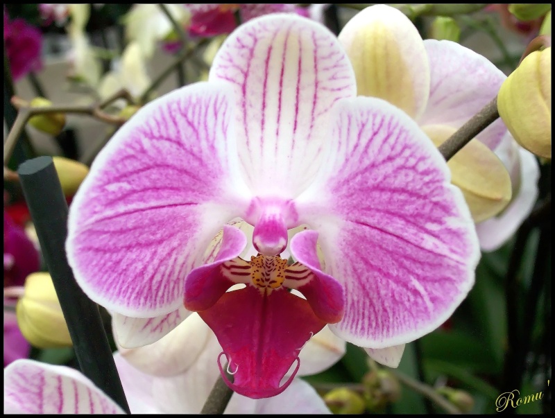 argentique for ever Orchid10