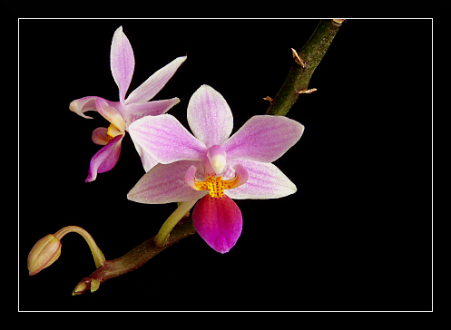 Orchidée : Phalaenopsis equestris P1030410