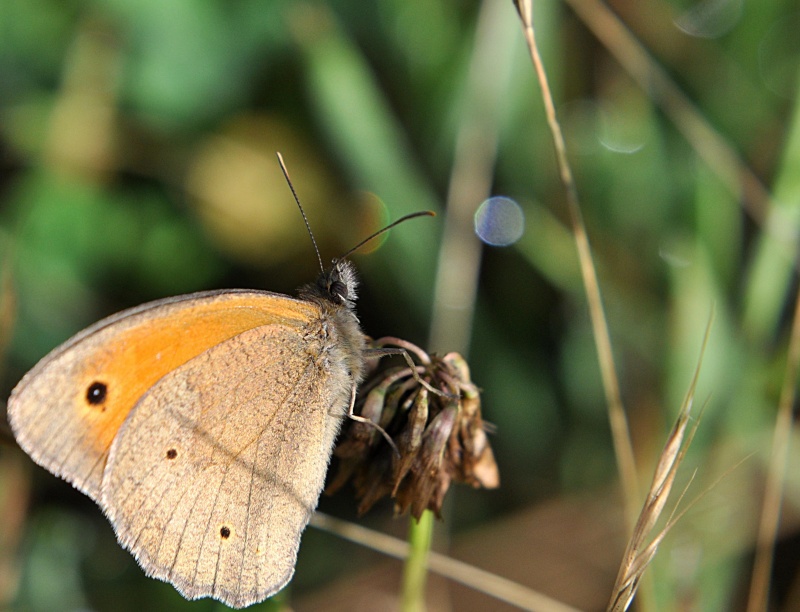 Papillon nouvel essai Pap110