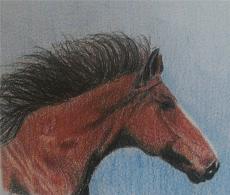 A few drawings... - Page 13 Horse211
