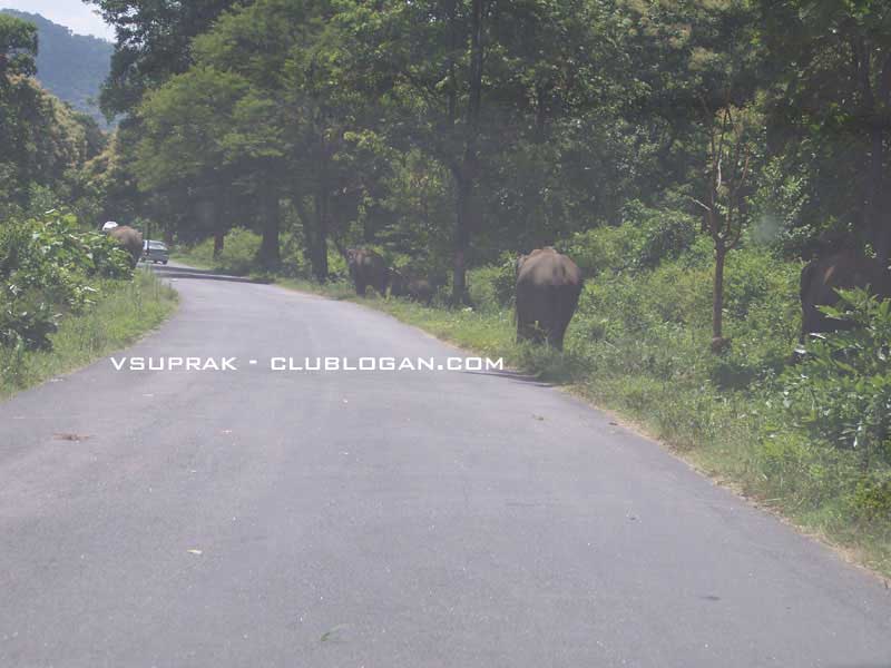 May 2010  ::  Bangalore --> Kodaikanal --> Ooty --> Bangalore 1510