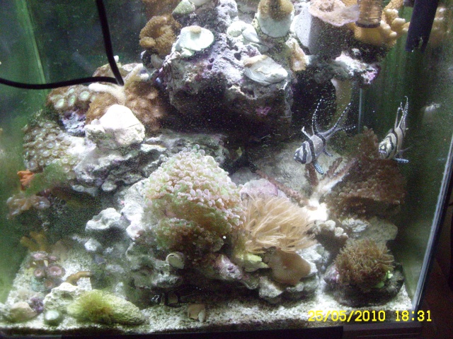 Quelques uns de mes coraux Photo_44