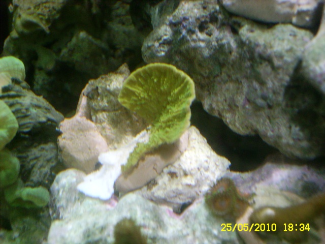 Quelques uns de mes coraux Photo_50