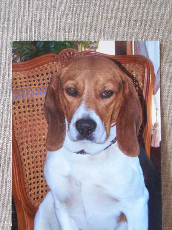 Recherche covoiturage Lyon -> Paris pour COOKY (adopté par Vanessa!) 100_1710