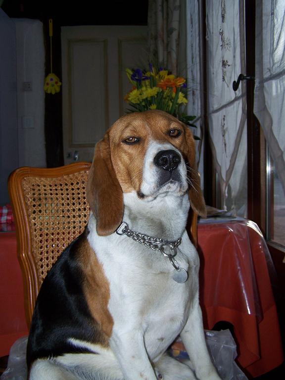Recherche covoiturage Lyon -> Paris pour COOKY (adopté par Vanessa!) 100_1711