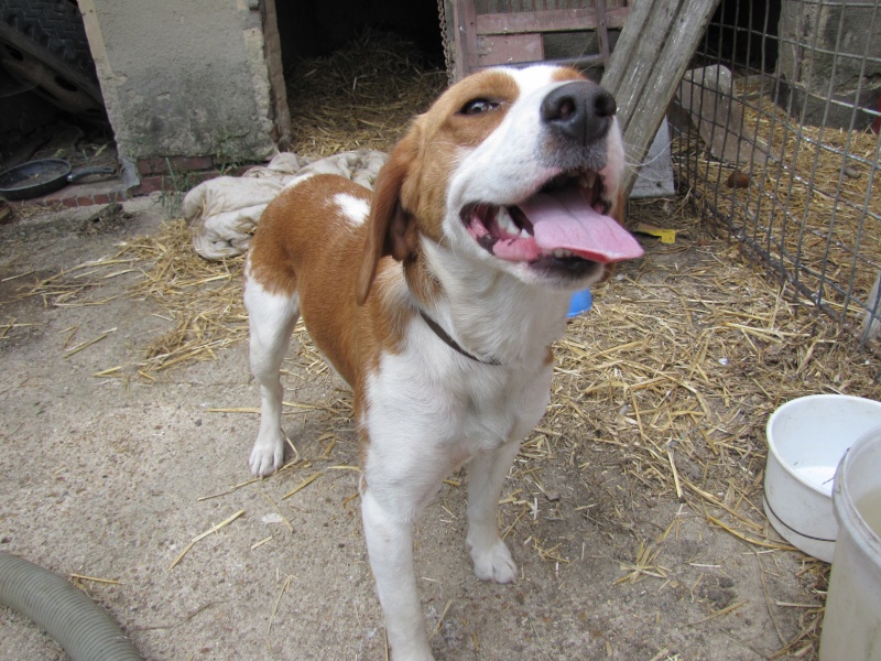 FILOCHARD, beagle mâle, 1 an (28) Img_0013