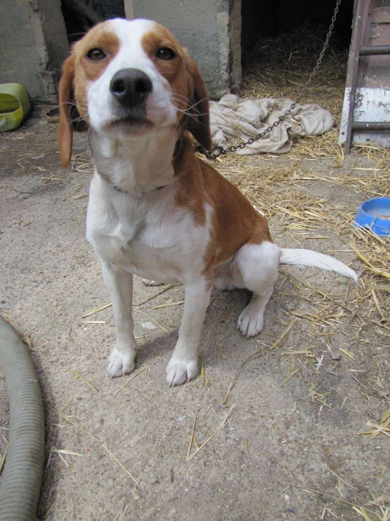 FILOCHARD, beagle mâle, 1 an (28) Img_0015