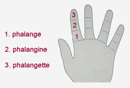 Les types de doigt et phalange Arts_c10