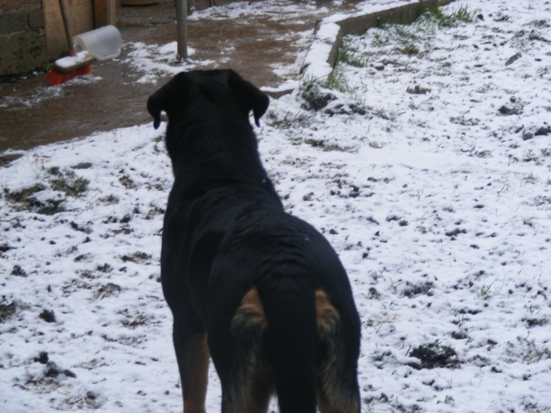 Best dog in the snow Dscf2111