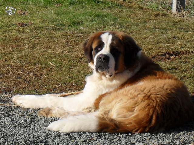 ELVIS - St Bernard m. 1 an non LOF (79) Elvis10