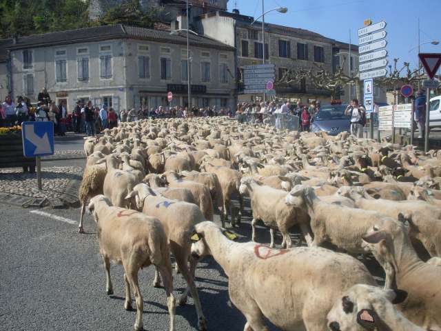 la Transhumance dans le LOT ..... Sdc14146