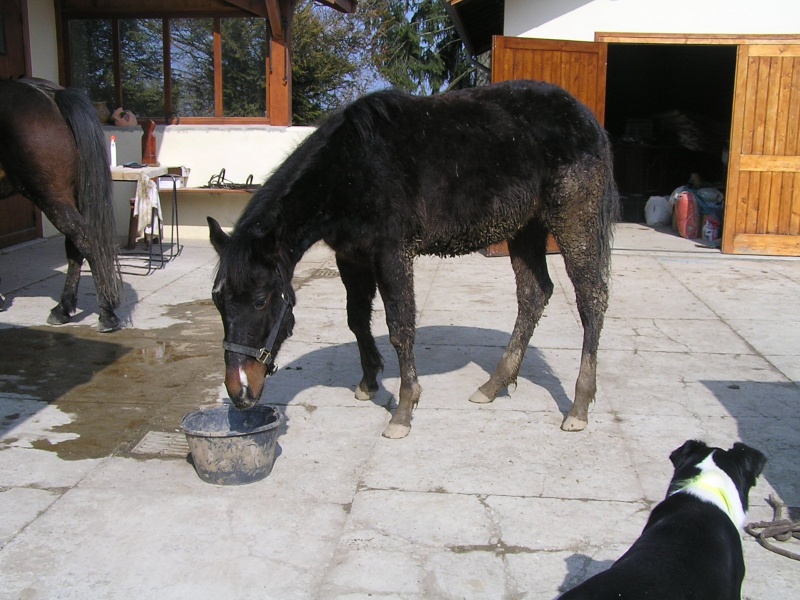 poulain - Eduquer son jeune poulain P3130223